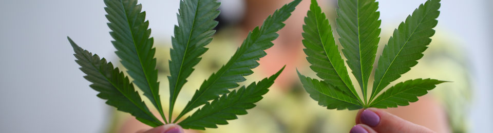 Free Webinar: Cannabis Industry Trends + Market Projections for 2022 Free Webinar: Cannabis Industry Trends + Market Projections for 2022